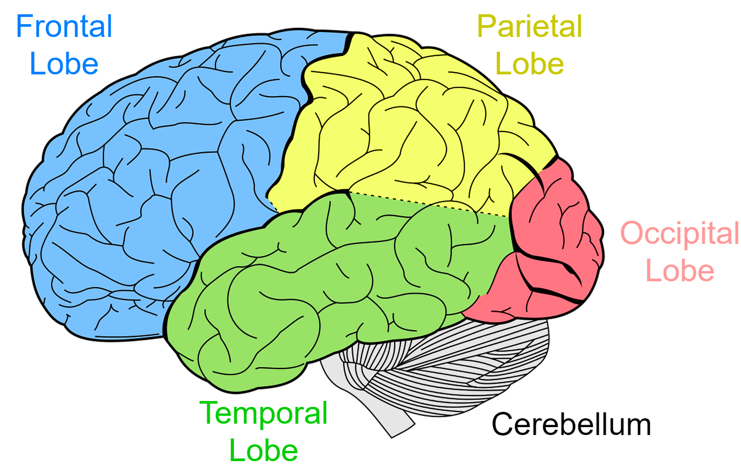 Different lobes of the human brain.